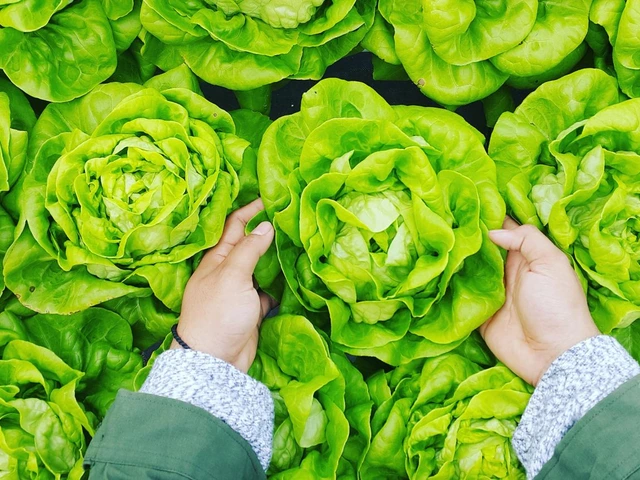 Hand touching the plant
